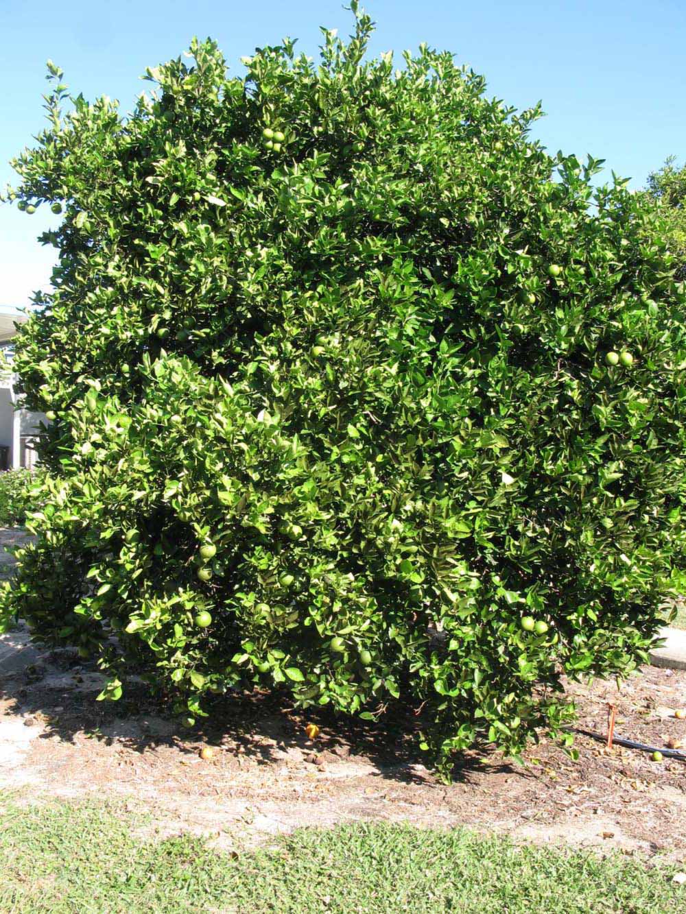              Habit (Winter Haven, FL)       